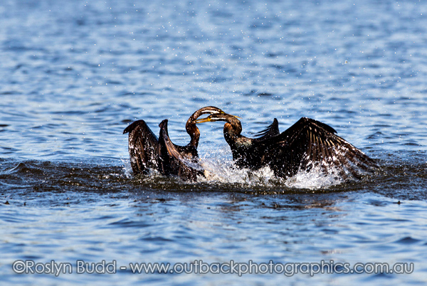 ©Roslyn Budd - www.buddphotography.com.au