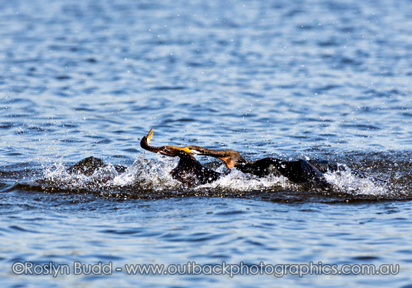 ©Roslyn Budd - www.buddphotography.com.au