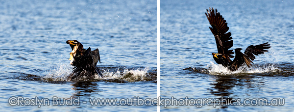 ©Roslyn Budd - www.buddphotography.com.au