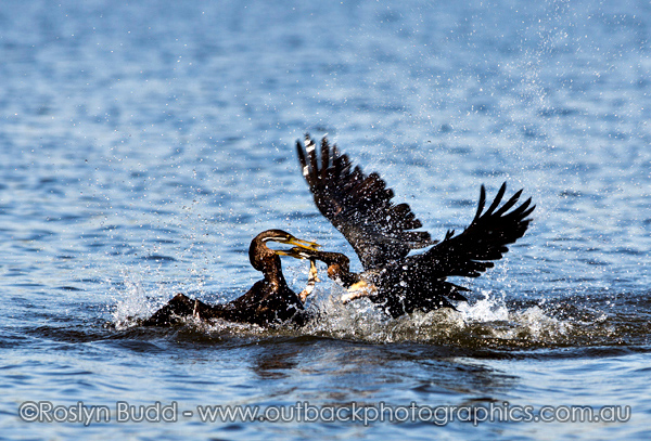 ©Roslyn Budd - www.buddphotography.com.au