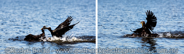 ©Roslyn Budd - www.buddphotography.com.au