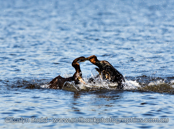 ©Roslyn Budd - www.buddphotography.com.au