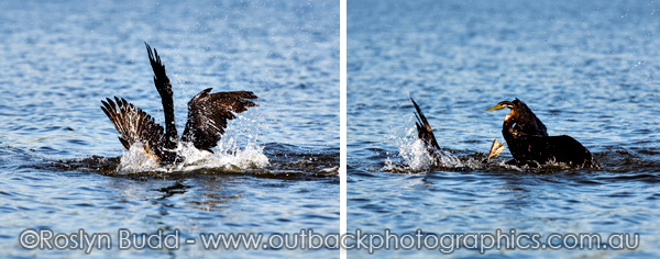 ©Roslyn Budd - www.buddphotography.com.au