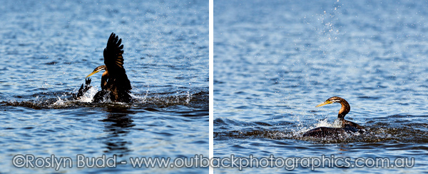 ©Roslyn Budd - www.buddphotography.com.au