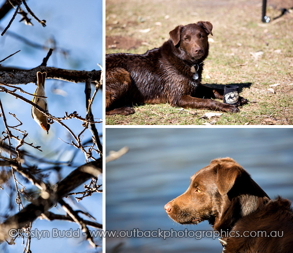 ©Roslyn Budd - www.buddphotography.com.au