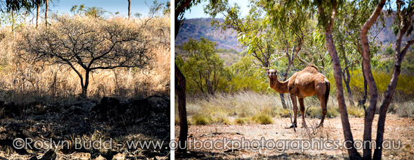 ©Roslyn Budd - www.buddphotography.com.au