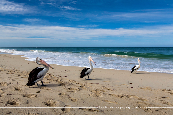 ©Roslyn Budd - www.buddphotography.com.au