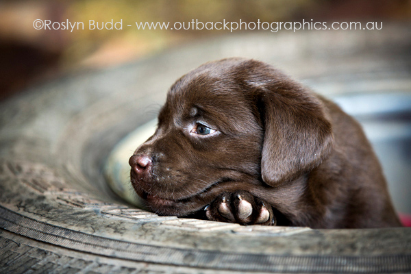 puppies_0001