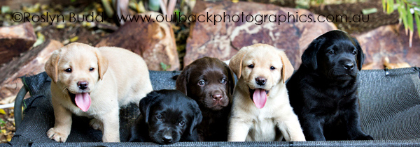 puppies_0002