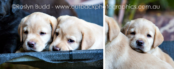 puppies_0003
