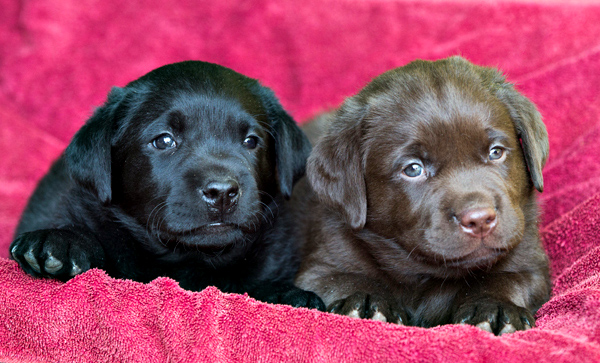 puppies_0005