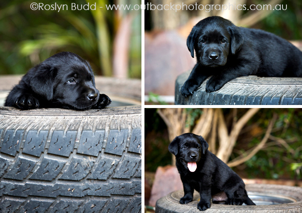 puppies_0011