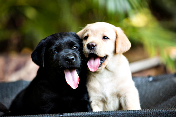 puppies_0017